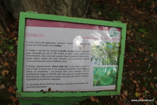 Ginkgo orto botanico Messina
